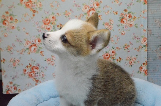 ウェルシュコーギー・ペンブローグ