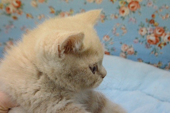 ブリティッシュショートヘア