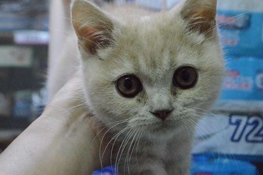 ブリティッシュショートヘア