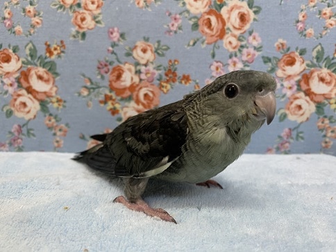 サザナミインコ