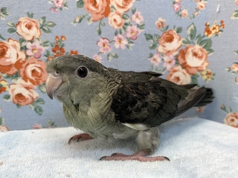 サザナミインコ