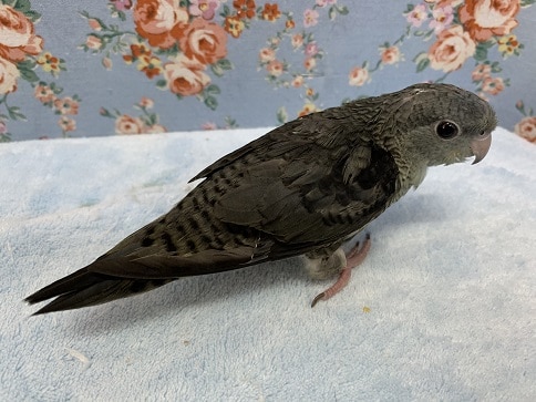 サザナミインコ