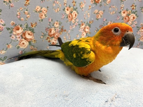 コガネメキシコインコ