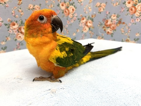 コガネメキシコインコ