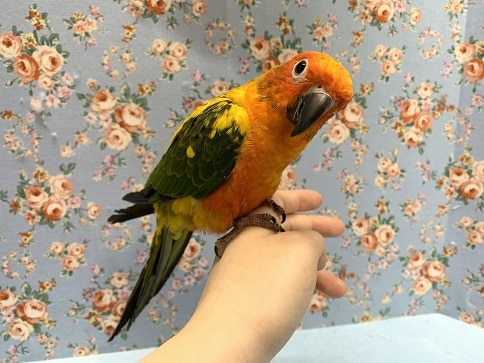 コガネメキシコインコ