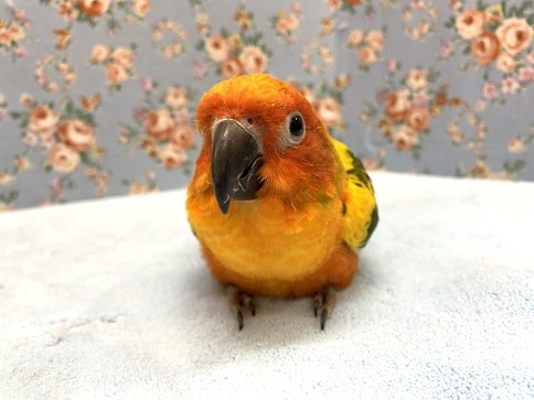 コガネメキシコインコ