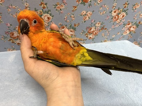 コガネメキシコインコ