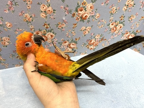 コガネメキシコインコ