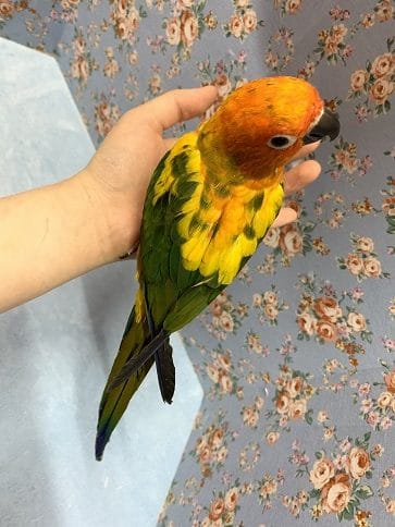 コガネメキシコインコ