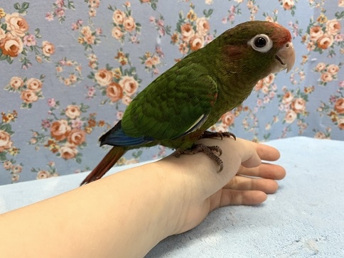 ズアカウロコインコ