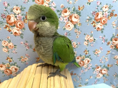 オキナインコ
