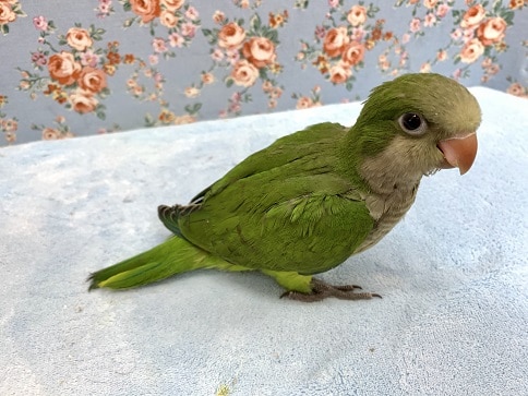 オキナインコ