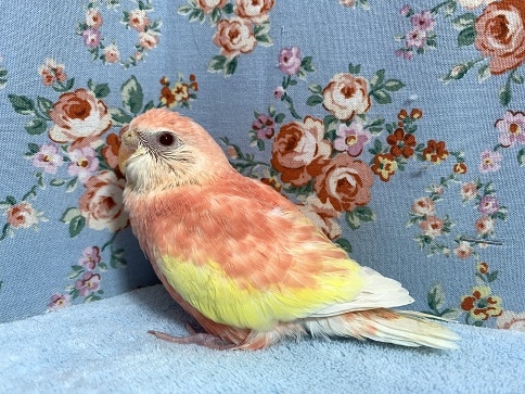 アキクサインコ（秋草インコ）