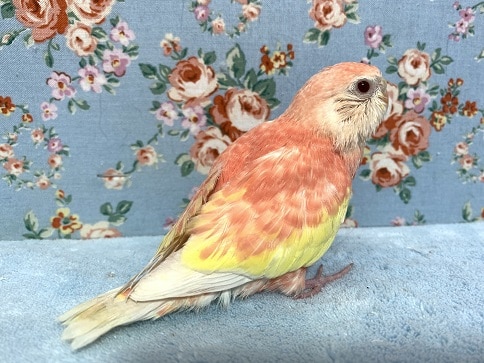 アキクサインコ（秋草インコ）