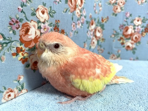 アキクサインコ（秋草インコ）
