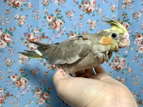 オカメインコ