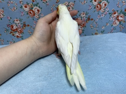 オカメインコ