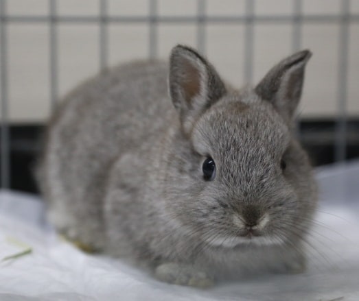 ネザーランドドワーフ