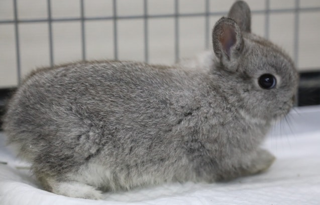 ネザーランドドワーフ