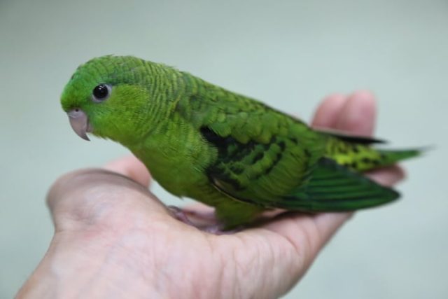 サザナミインコ