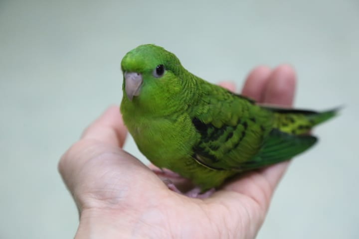サザナミインコ