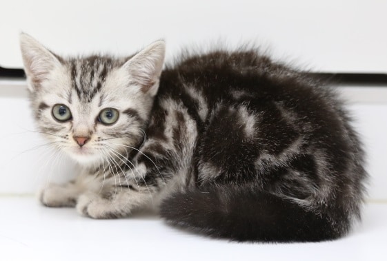 アメリカンショートヘア