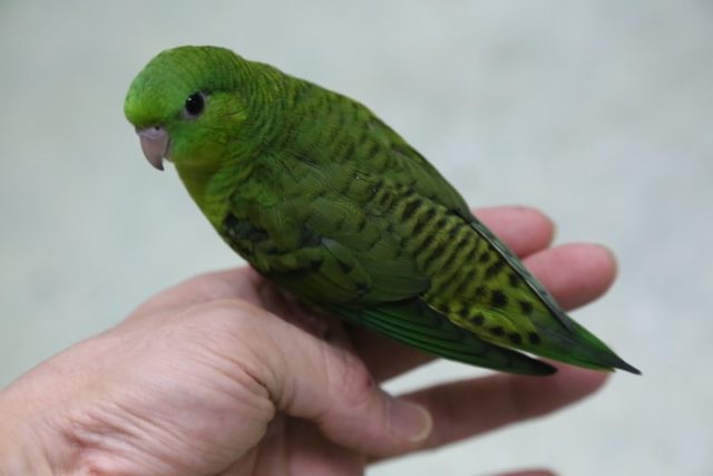 サザナミインコ