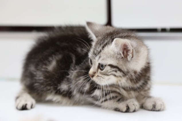 クールビューティ!おメメがキラリ!アメリカンショートヘア2020年04月21日撮影 アメリカンショートヘア