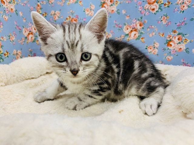 アメリカンショートヘア