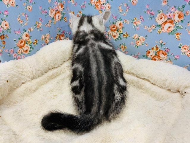 アメリカンショートヘア