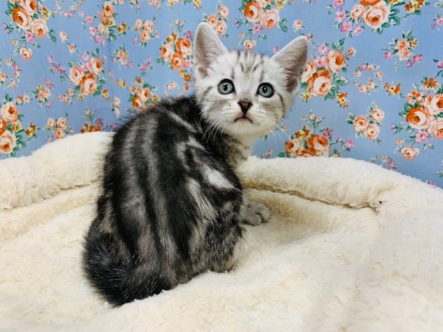 アメリカンショートヘア