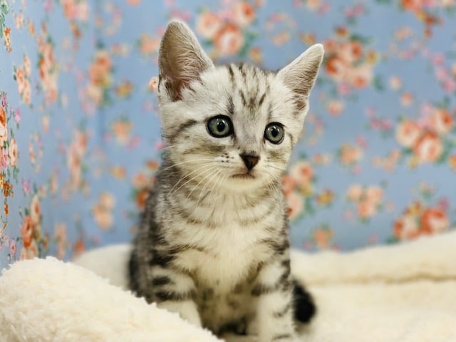 美形なアメリカンショートヘアー♪ アメリカンショートヘア