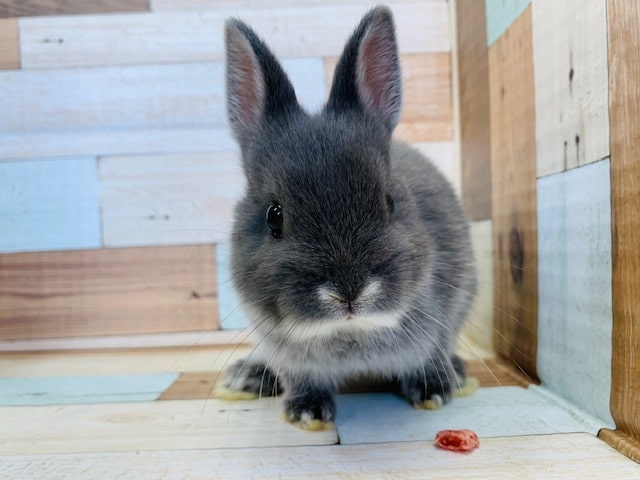 ドワーフラビット