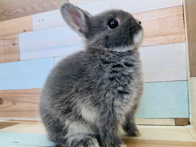 ドワーフラビット