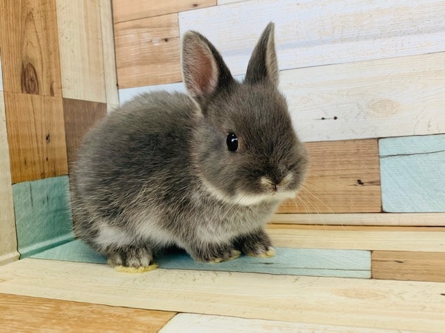 ドワーフラビット