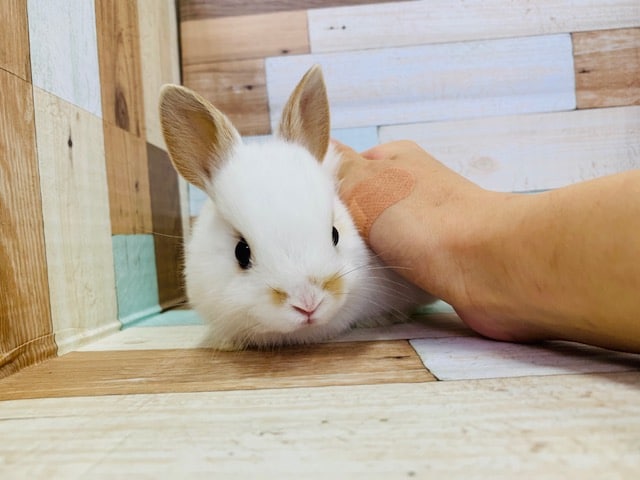 ミニウサギ