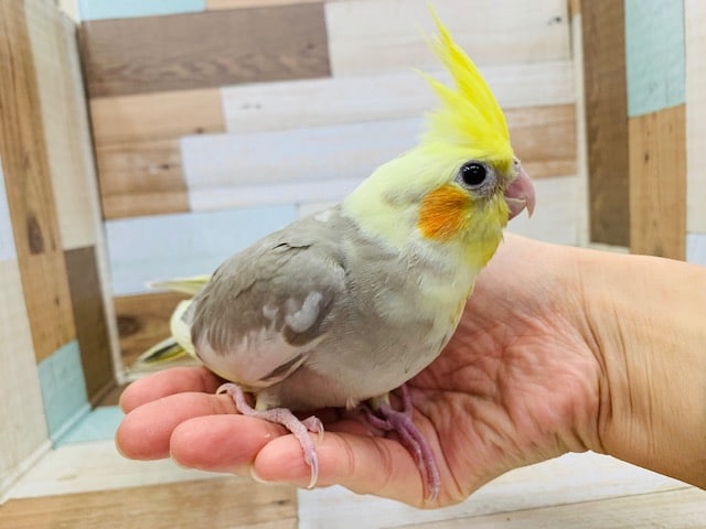 オカメインコ