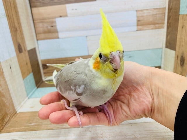 オカメインコ