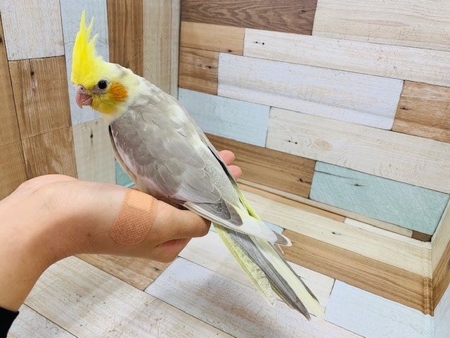オカメインコ