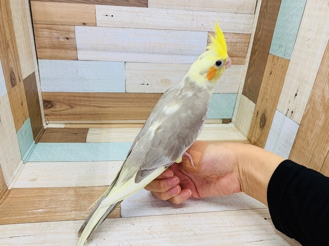 オカメインコ