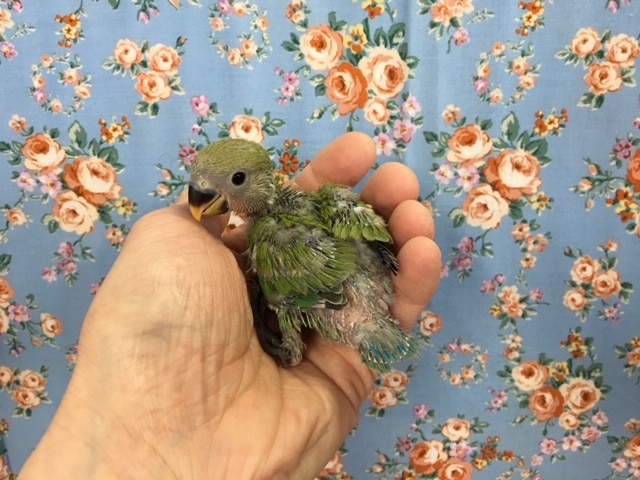 コザクラインコ（小桜インコ）