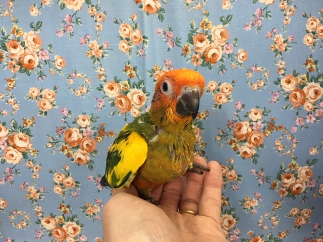 コガネメキシコインコ