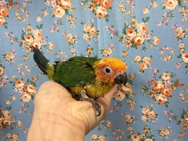 コガネメキシコインコ 2020年3月生まれ コガネメキシコインコ