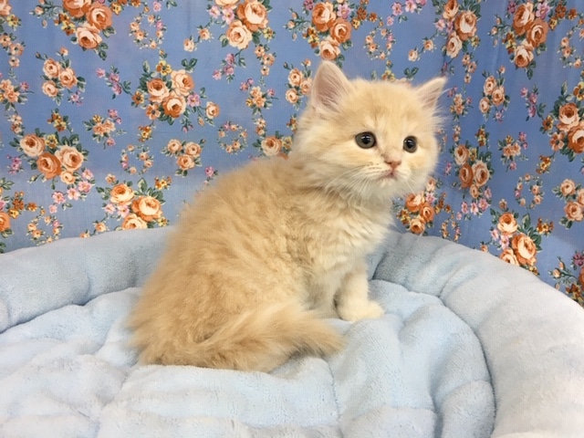 スコティッシュフォールド