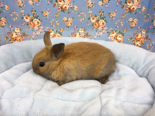 ネザーランドドワーフ