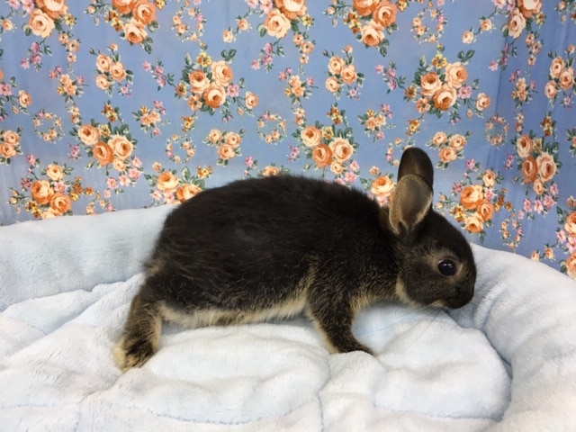 ネザーランドドワーフ