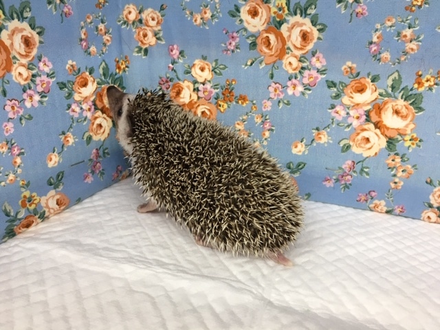 ハリネズミ（ヨツユビハリネズミ）