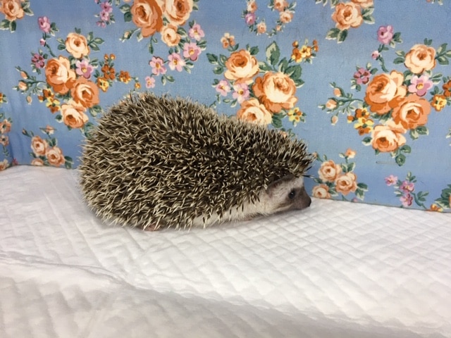 ハリネズミ（ヨツユビハリネズミ）