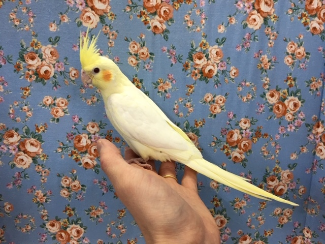 オカメインコ
