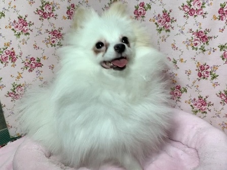 ポメラニアン